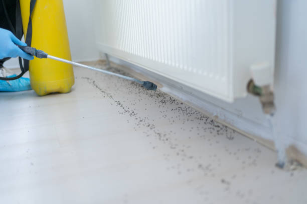 Professional Pest Control in Lewiston, ME