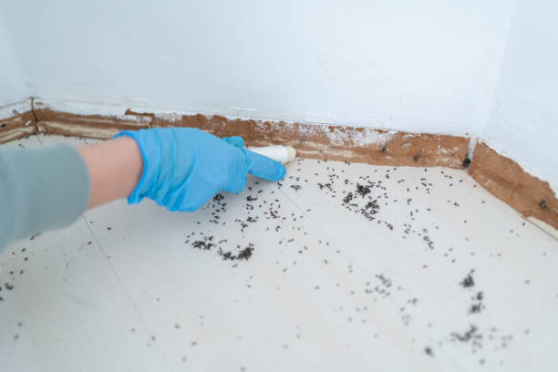 Best Flea Control Services  in Lewiston, ME